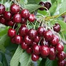 میوه