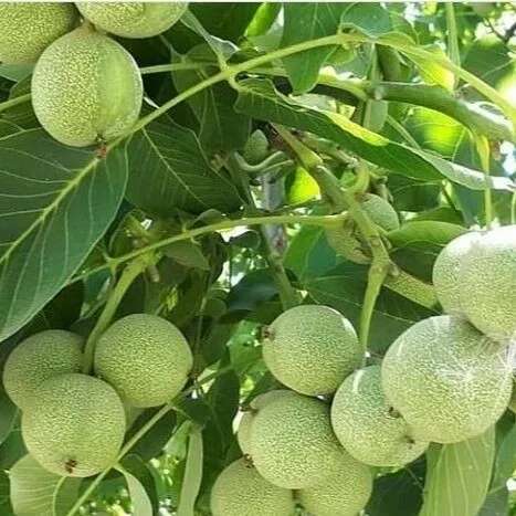 گردو ژنوتیپ
