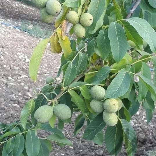 گردو ژنوتیپ