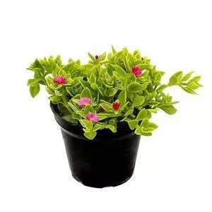 گل