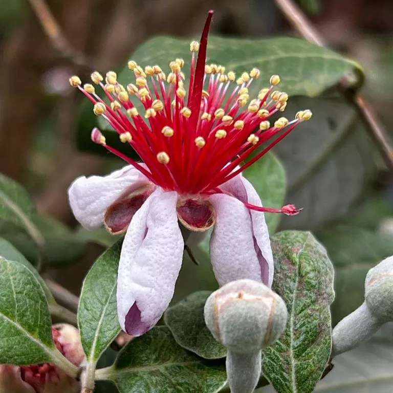 محصولات مجموعه ی گیل گل