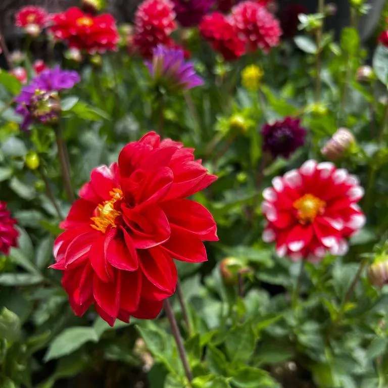 محصولات مجموعه ی گیل گل