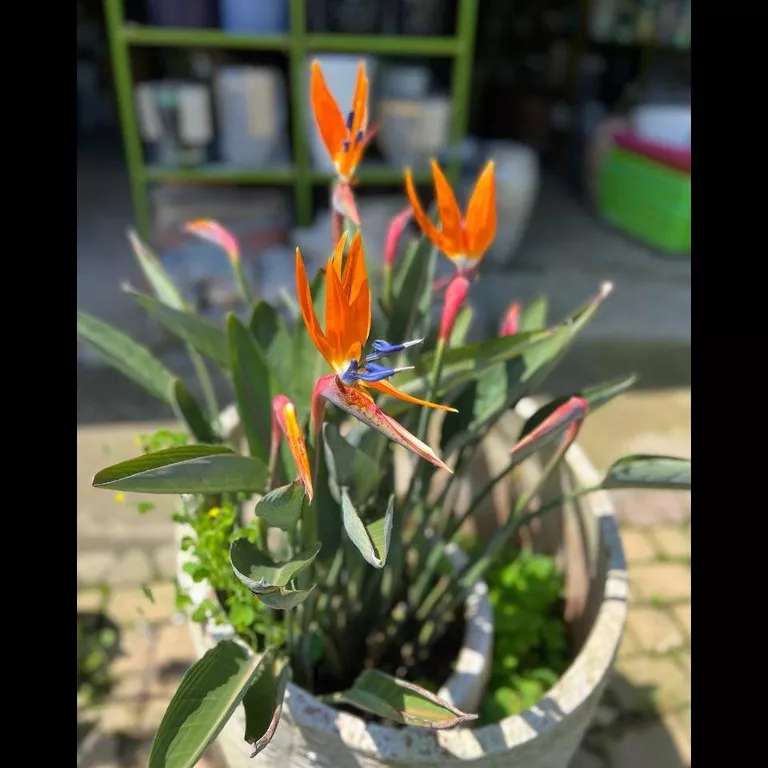 محصولات مجموعه ی گیل گل
