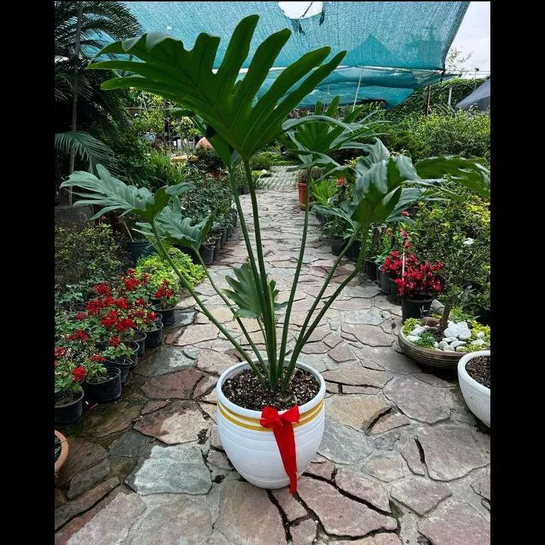محصولات مجموعه ی گیل گل