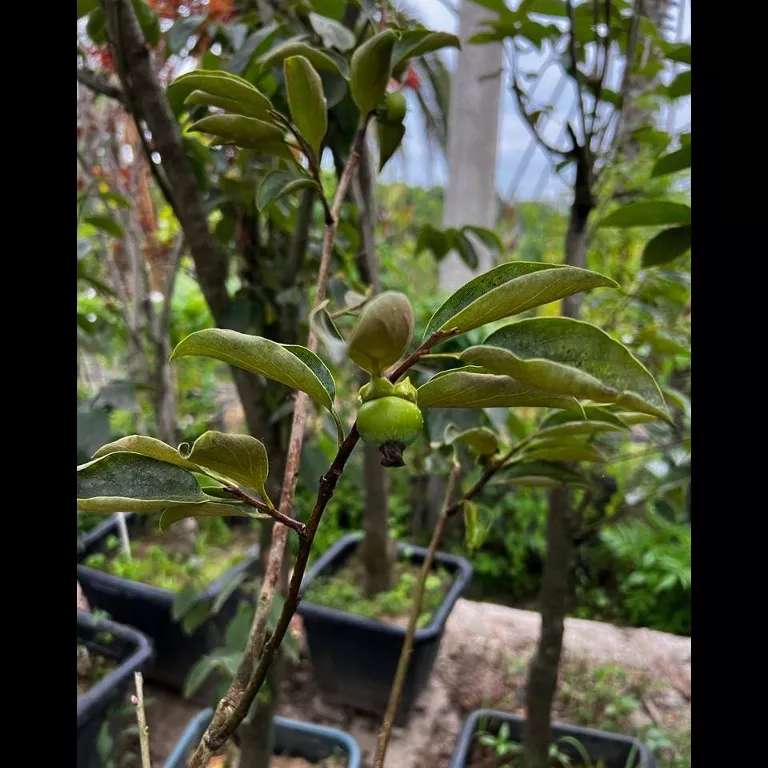 محصولات مجموعه ی گیل گل