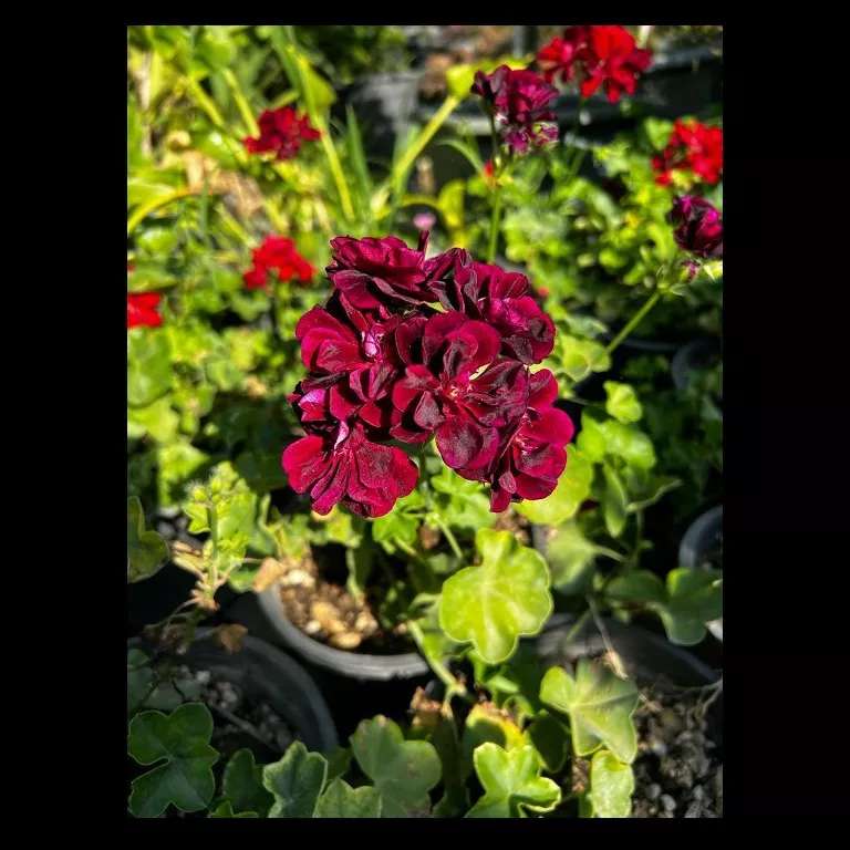 محصولات مجموعه ی گیل گل