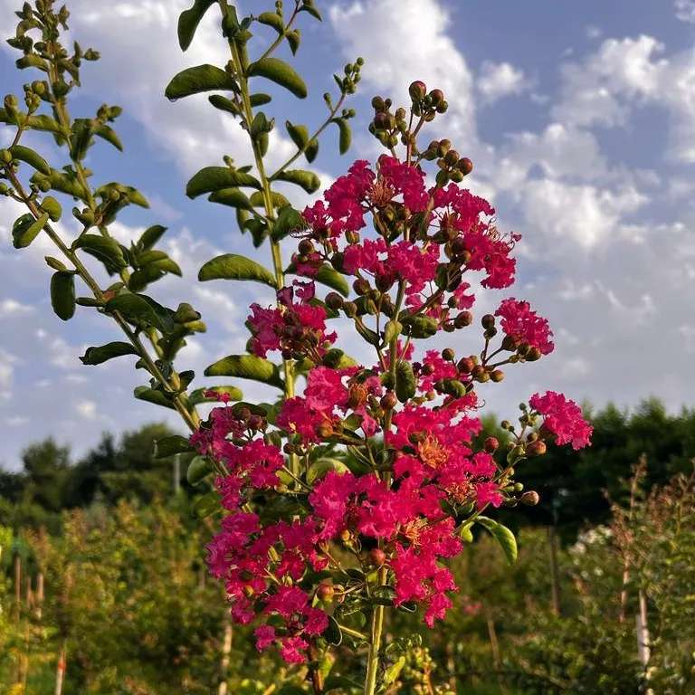 محصولات مجموعه ی گیل گل