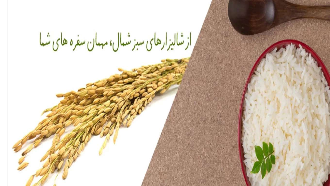 کارخانه برنجکوبی برنج مروارید