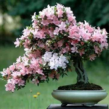 گل و گیاه زینتی
