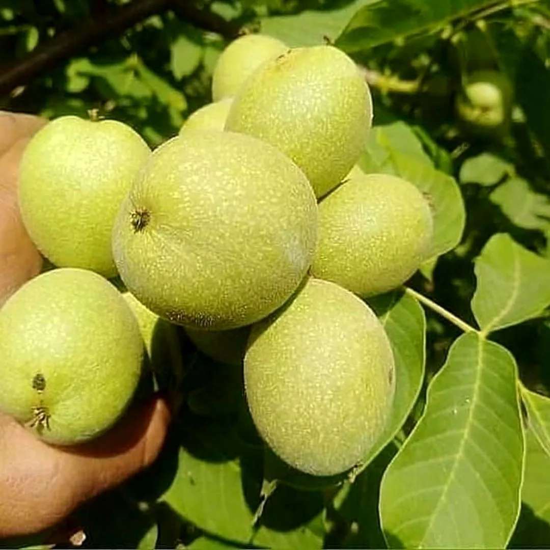 نهال