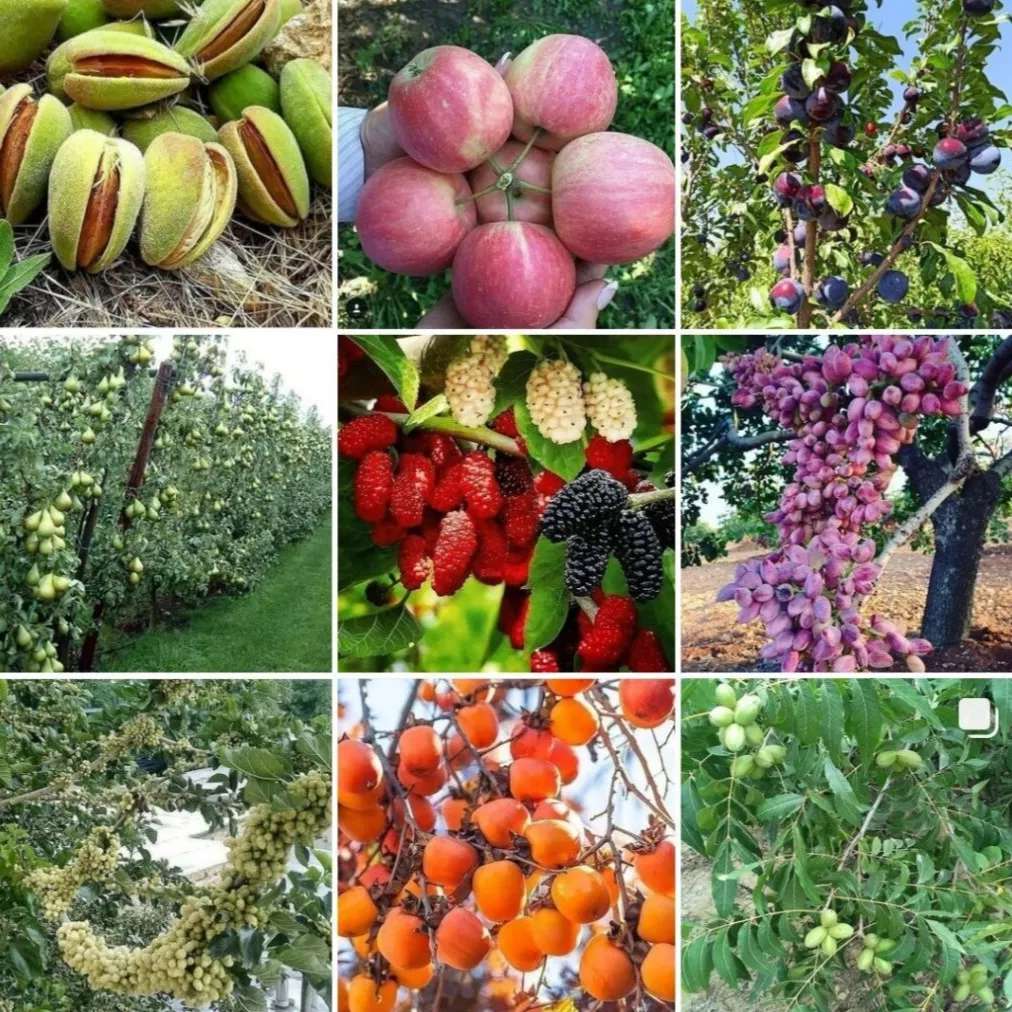 نهال میوه