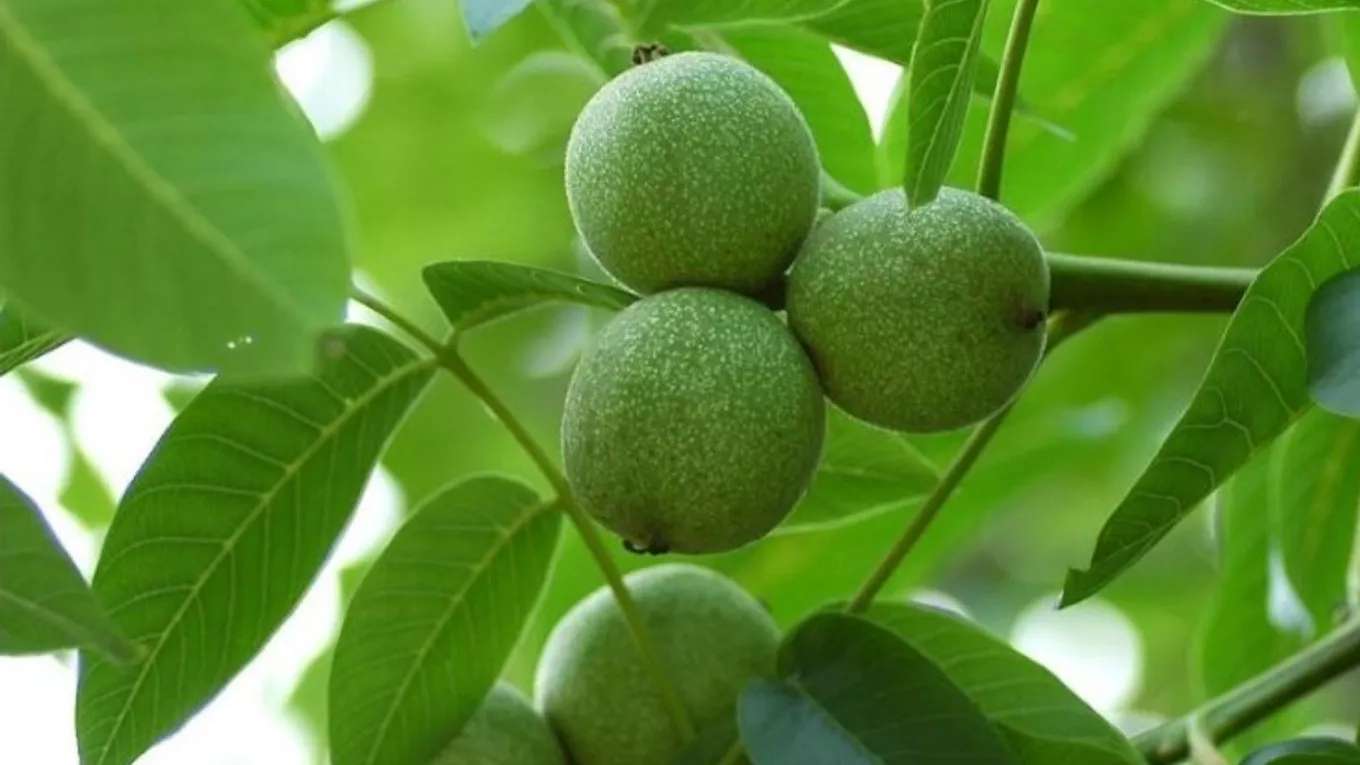 نهالستان ایران گردو نوین