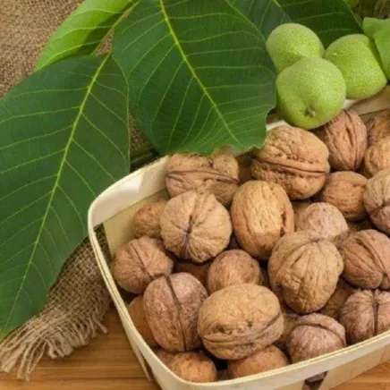 نهال گردو