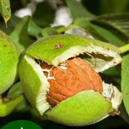 نهال گردو