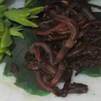 ورمی کمپوست