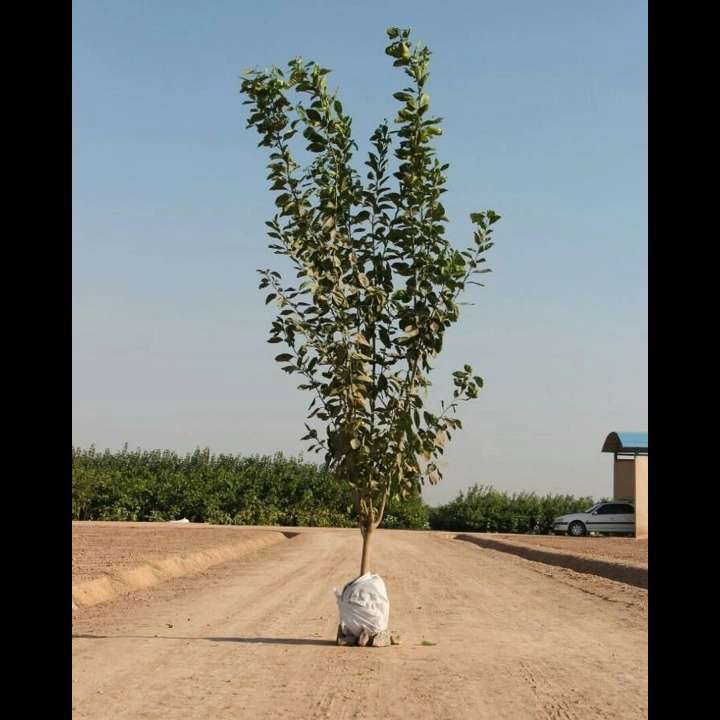 نهال های زمینی