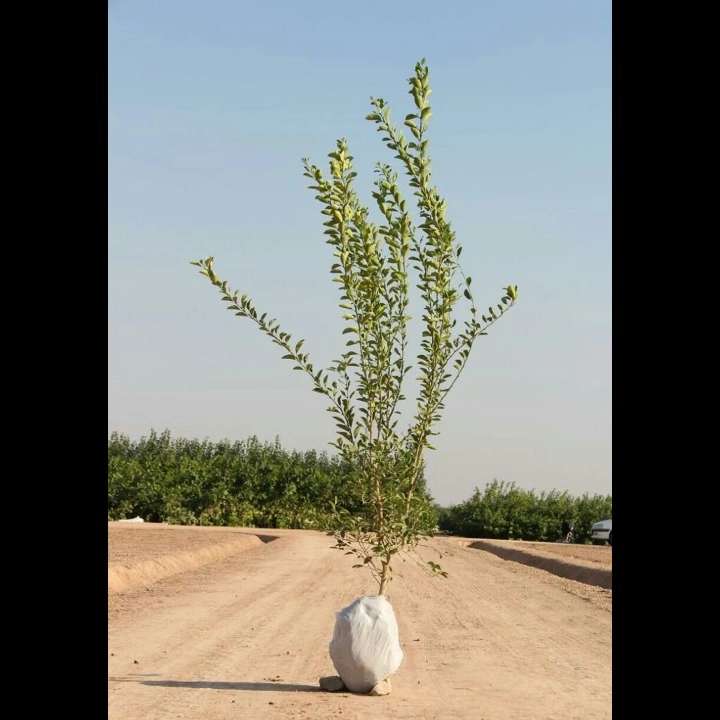 نهال های زمینی