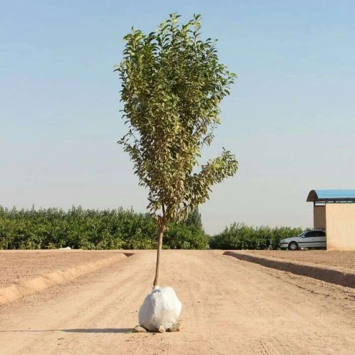 نهال های زمینی