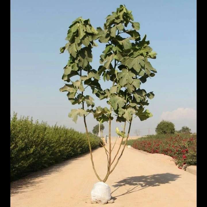 نهال های زمینی