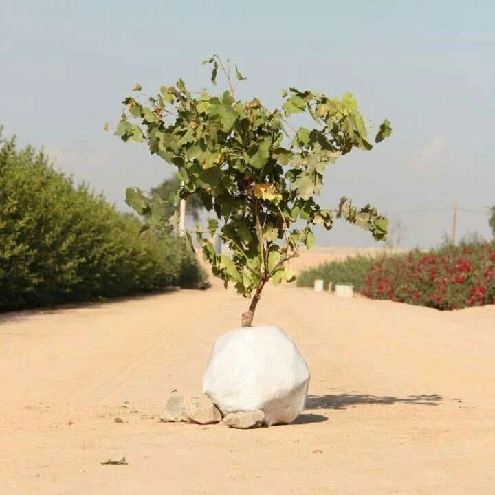 نهال های زمینی