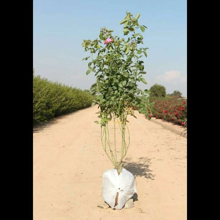 نهال های زمینی
