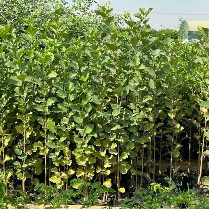 نهال های گلدانی