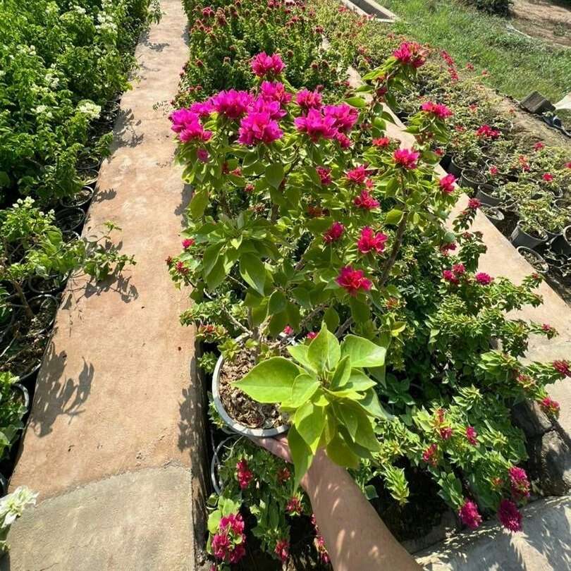 نهال های گلدانی