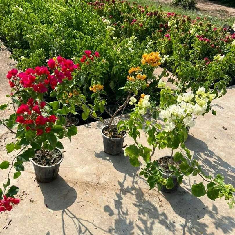 نهال های گلدانی