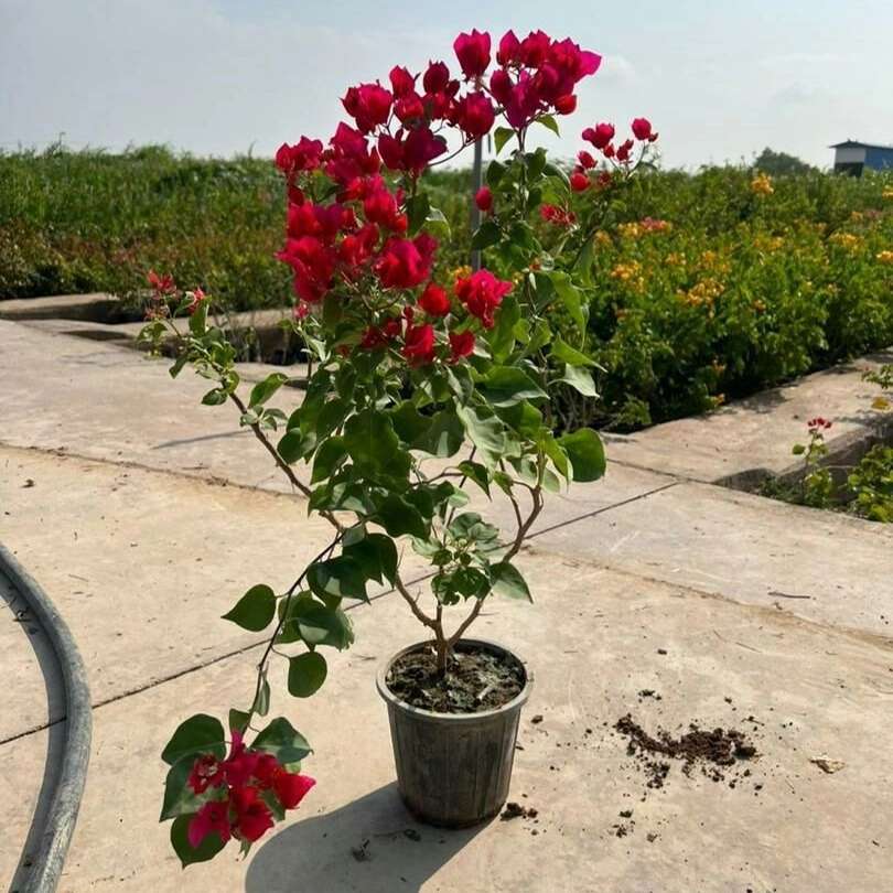 نهال های گلدانی