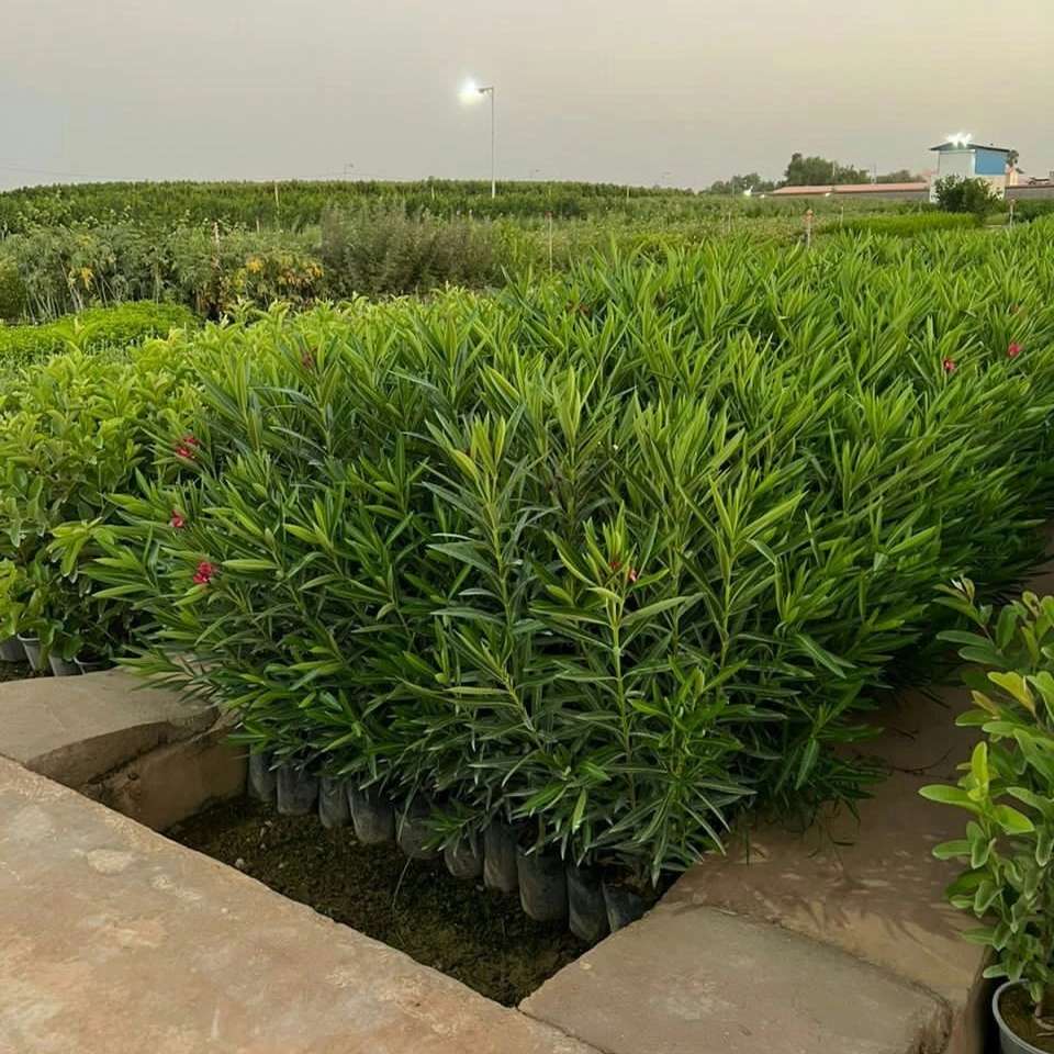 نهال های گلدانی