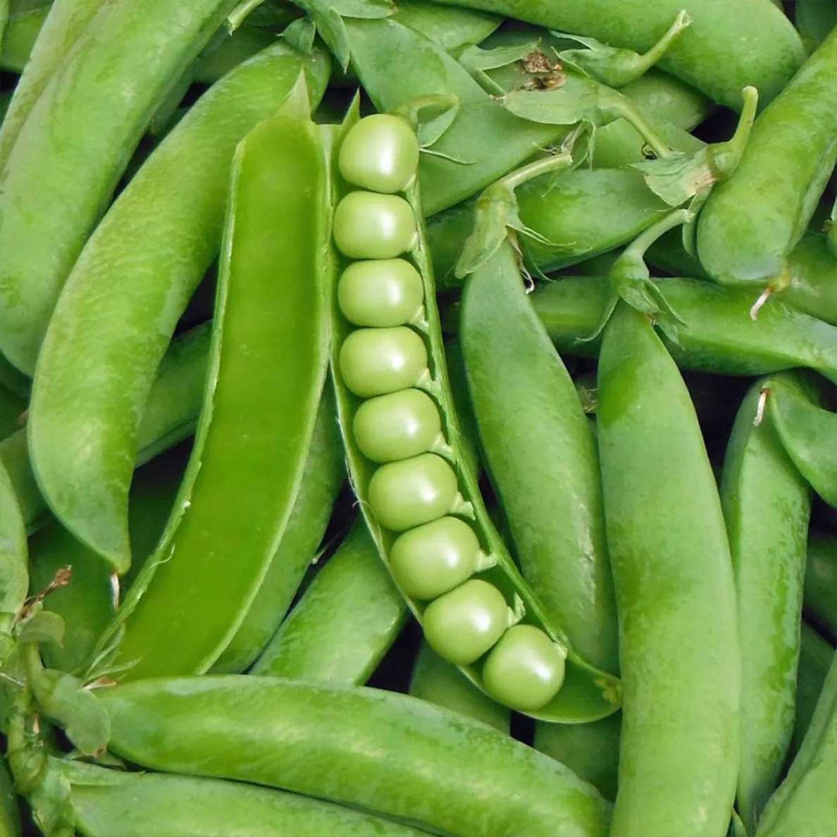 میوه