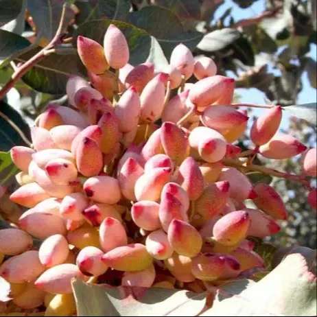 کودهای درخت پسته