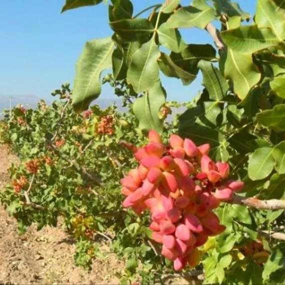 کودهای درخت پسته