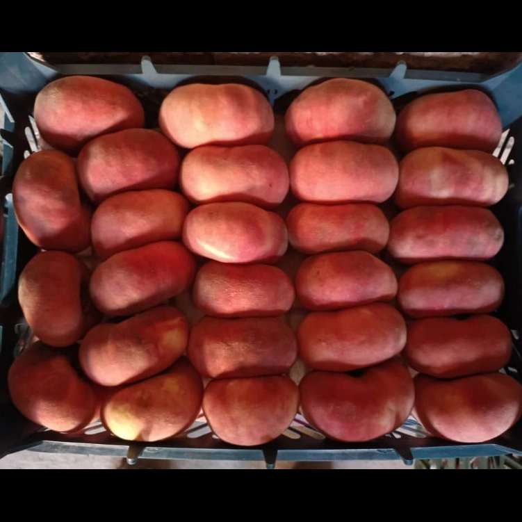 نهالستان حیدران