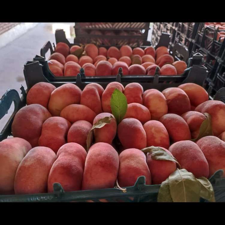 نهالستان حیدران
