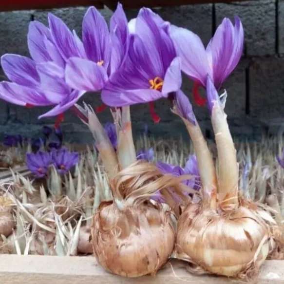 پیاز زعفران