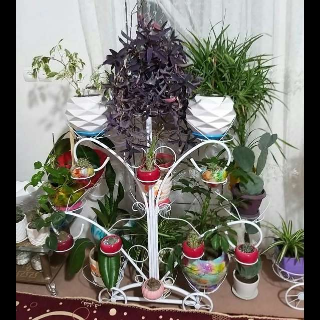 استند گل