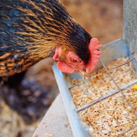 تولید خوراک دام و طیور و ابزیان و پت های خانگی مهدانه البرز