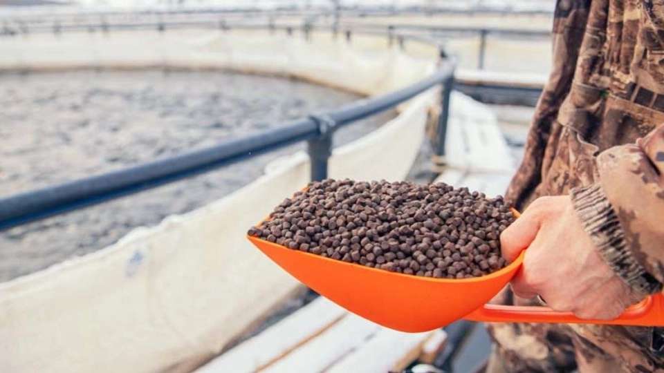 مهدانه البرز