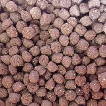 تولید غذای ماهیان گرمابی دانسو