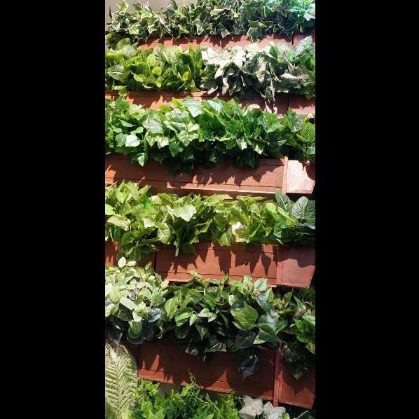 بوته ها باکسی و گرینوال سبز