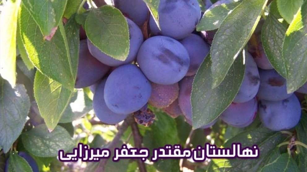 باغستان نوبهار جعفرمیرزایی