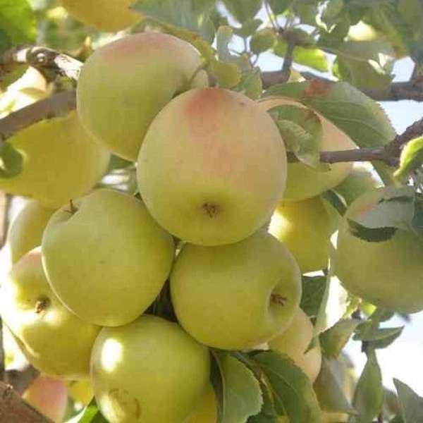 باغستان نوبهار جعفرمیرزایی