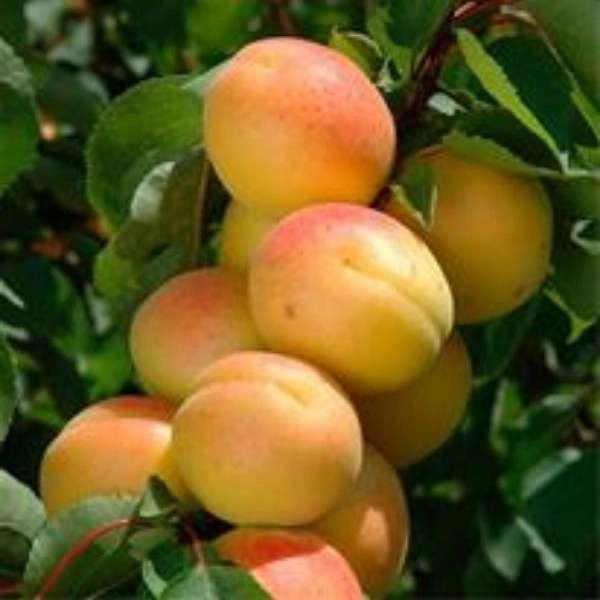 باغستان نوبهار جعفرمیرزایی