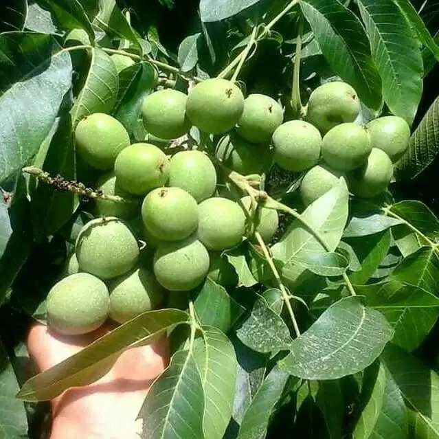 باغستان نوبهار جعفرمیرزایی