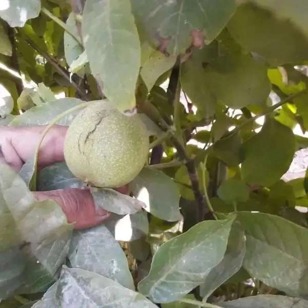 باغستان نوبهار جعفرمیرزایی