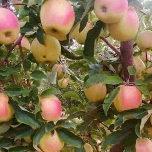 باغستان نوبهار جعفرمیرزایی