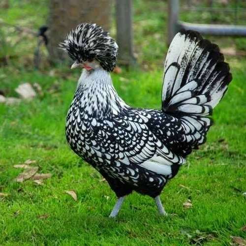 تخم سبرایت نظافتی