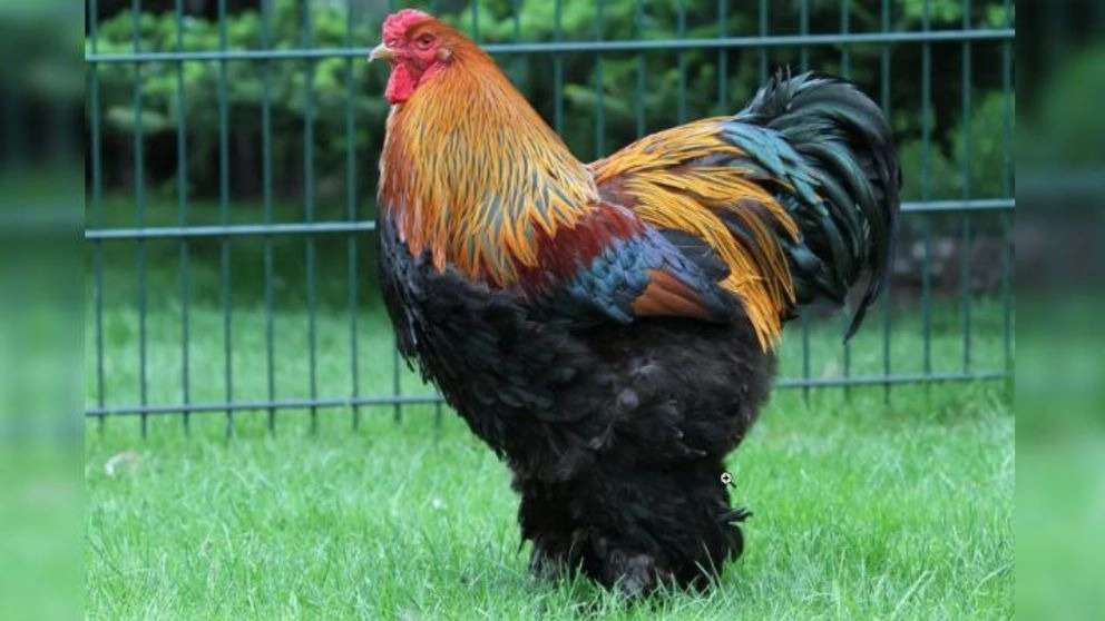خروس تزئینی برهما