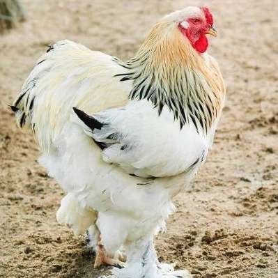 مرغ و خروس برهما